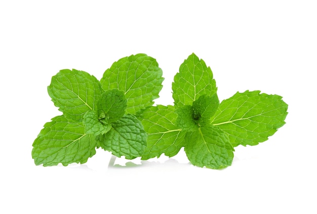 Fresh mint isolated on the white background