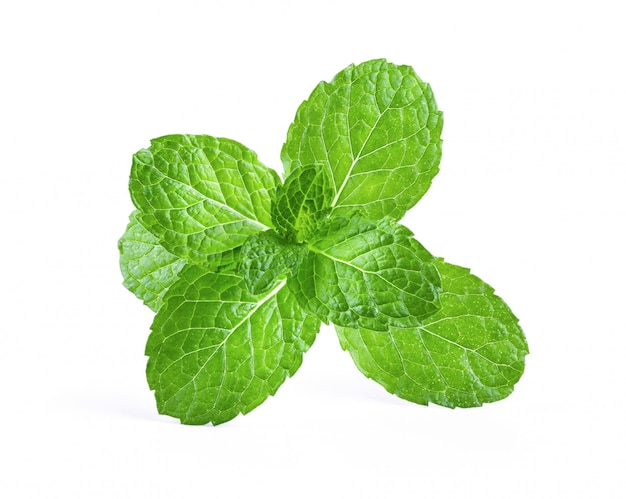 Fresh mint leaf close up 