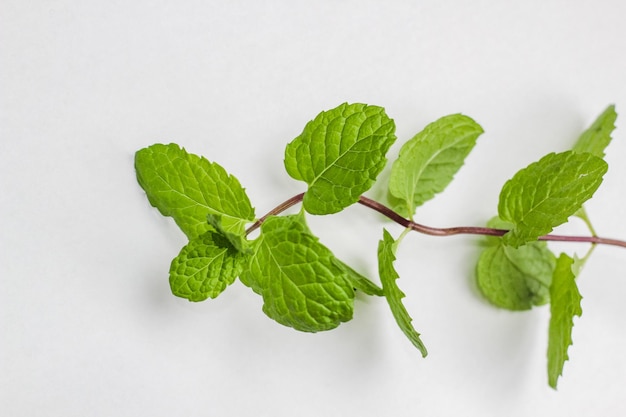 Fresh mint leaf isolated on white background Herbal leaf