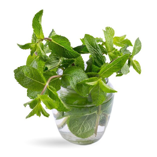 Fresh mint leaves in a glass jar isolated on a white surface