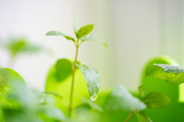 Fresh mint leaves growing at home on the windowsill close up