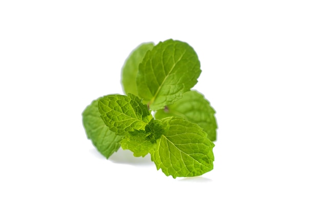 Fresh mint leaves isolated on white background