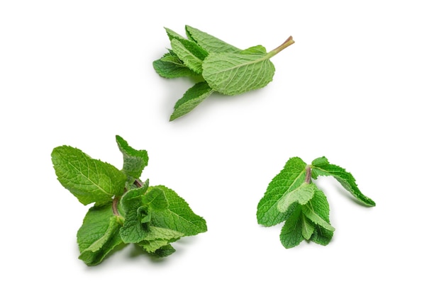 Fresh mint leaves isolated on white background