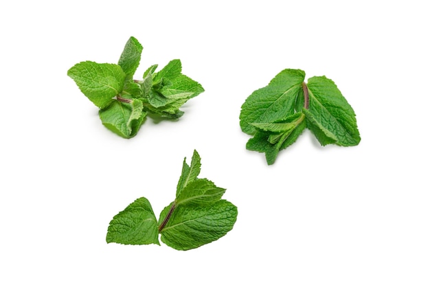 Fresh mint leaves isolated on white background