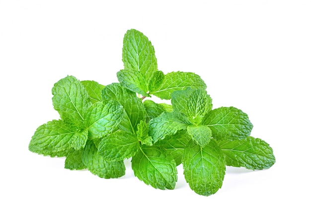 Fresh mint leaves isolated