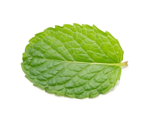 Fresh mint leaves, Peppermint isolated on white background.