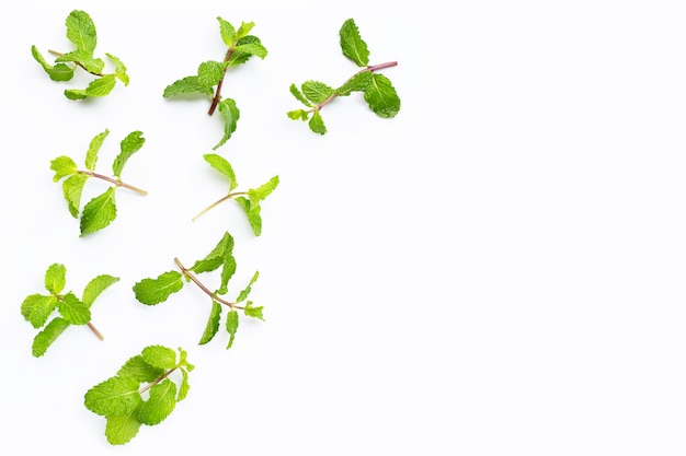 Fresh mint leaves on white background. Copy space