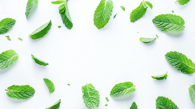 Photo fresh mint leaves on a white background