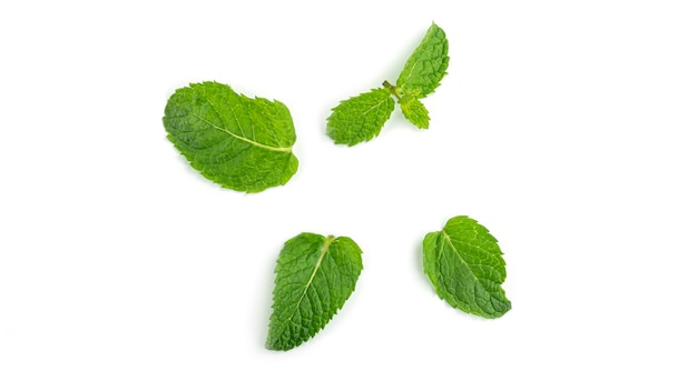 Fresh mint leaves on a white background