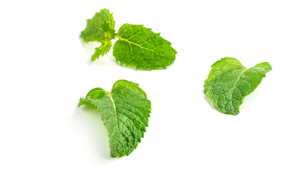 Fresh mint leaves on a white background