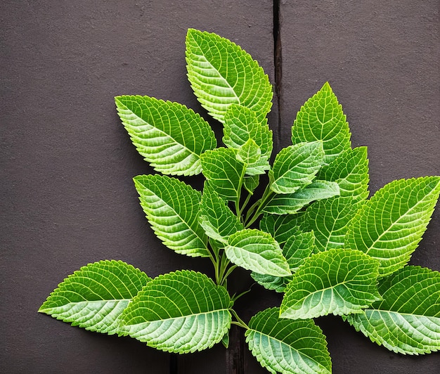 fresh mint leaves on wooden background