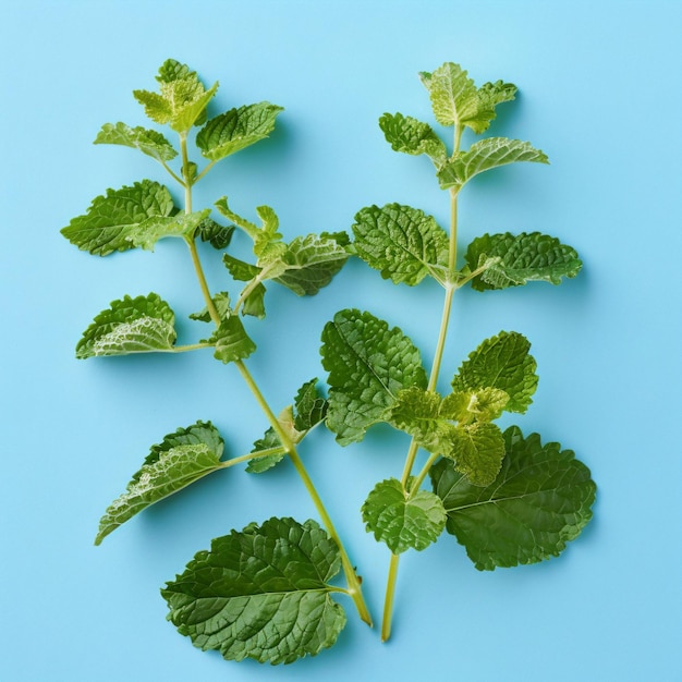 Fresh Mint Leaves