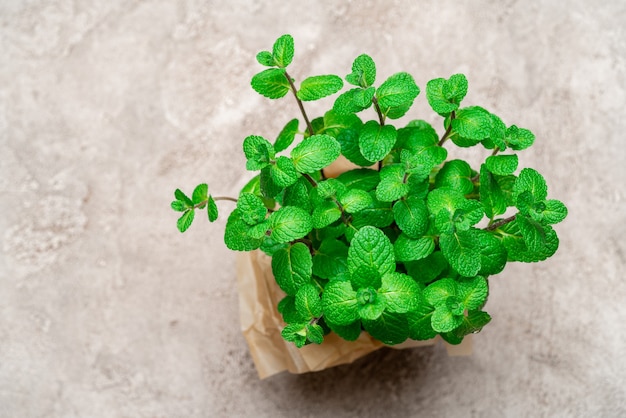 Fresh mint plant in a pot on the table