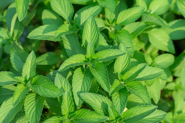 Fresh mint plant vegetable in garden