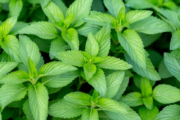 Fresh mint plant vegetable in garden