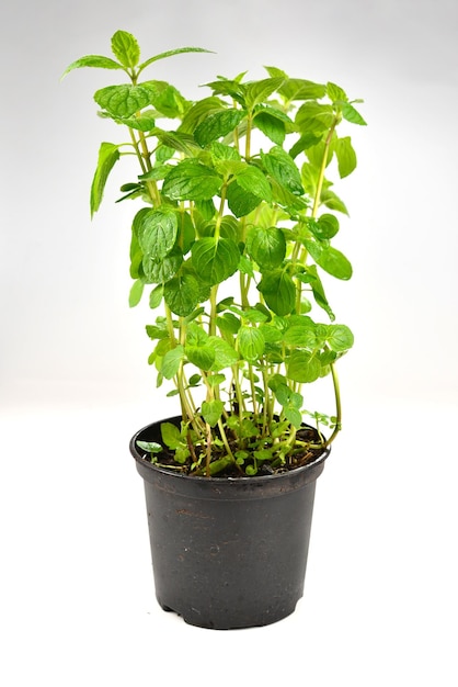 Fresh mint in a pot isolated on white background