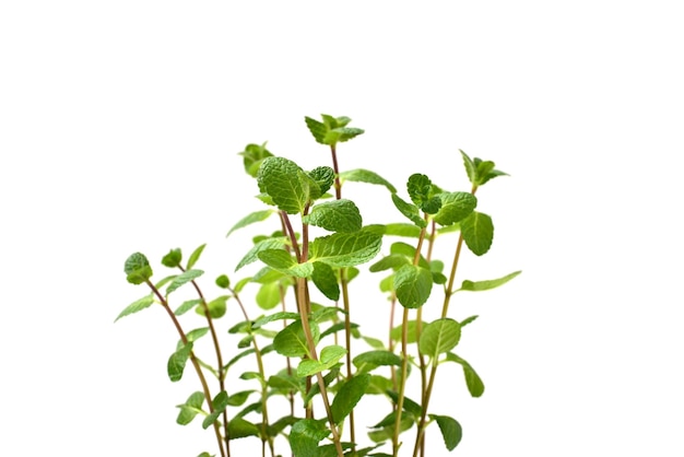 Fresh mint in a pot isolated on white background