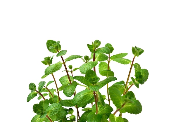 Fresh mint in a pot isolated on white background