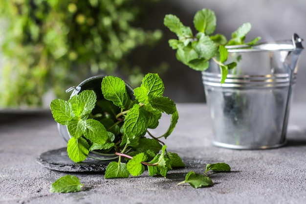 Fresh mint in a pot