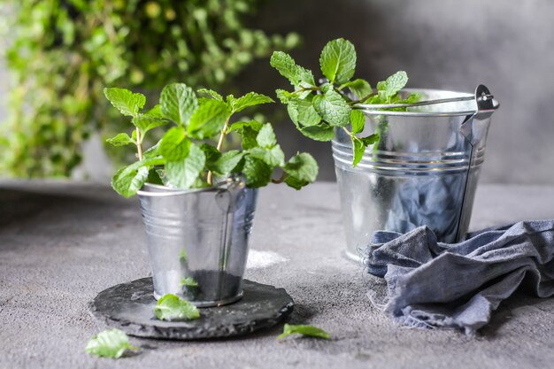 Fresh mint in a pot