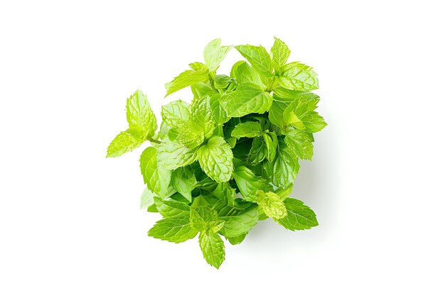 Fresh Mint Sprig Isolated on White Background