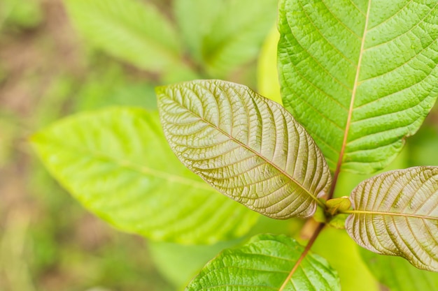 Fresh Mitragyna speciosa leaf or kratom tree Outdoor shooting on blur background