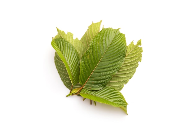 Fresh Mitragyna speciosa leaf or kratom tree Studio shot isolated on white