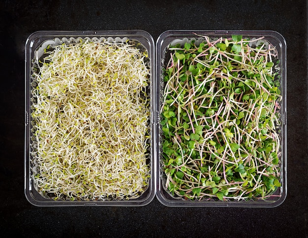 Fresh mix microgreens salad, top view