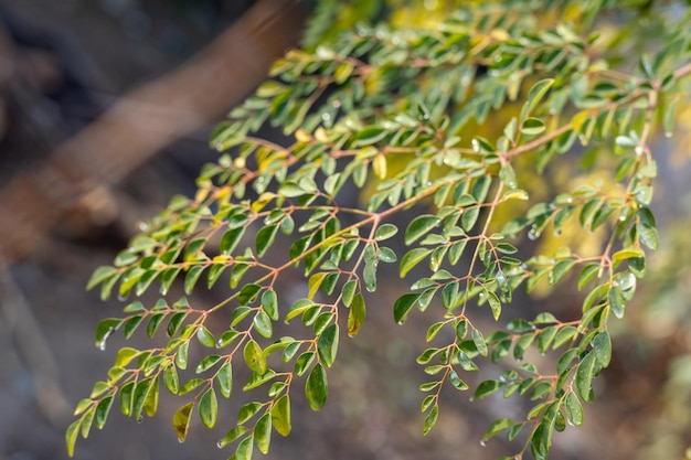 Fresh Moringa leaves closeup selective focus