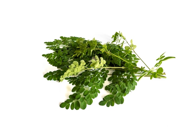 Fresh moringa leaves isolated on a white background