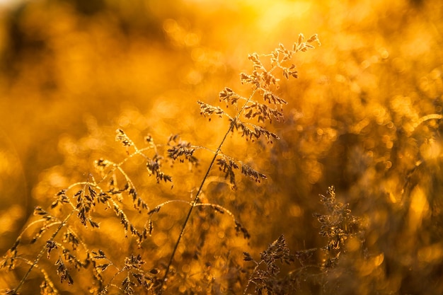 Fresh morning dew on spring grass natural background close up