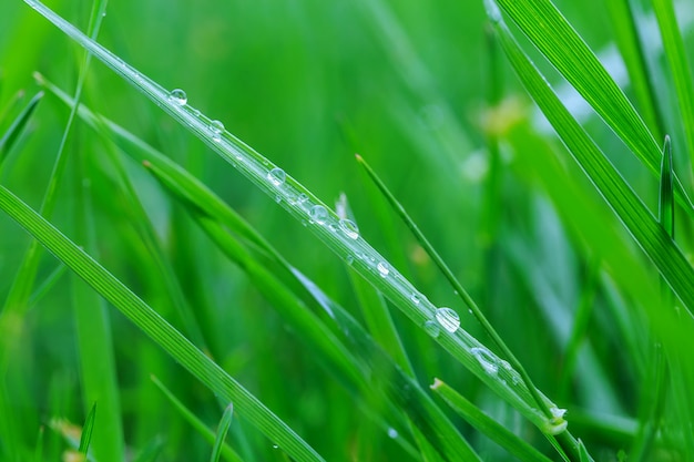 Fresh morning dew on spring grass, natural background - close up