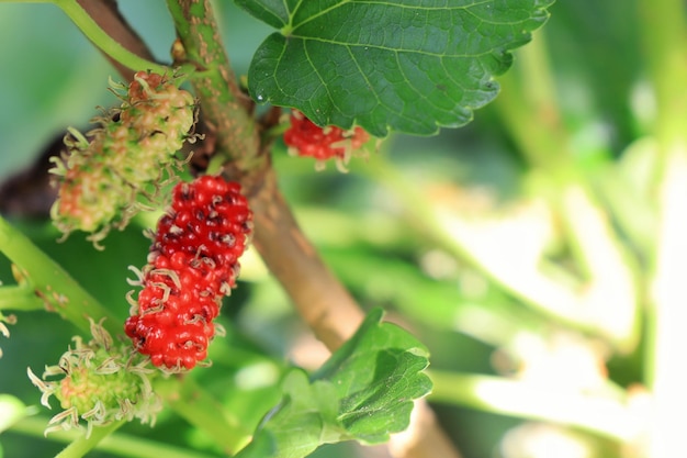 Fresh mulberry red unripe on the branch Soft focus with green leaves background Nature and food