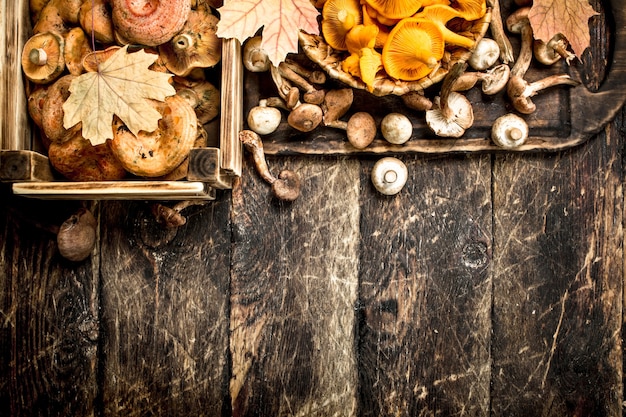 Fresh mushrooms, honey agarics and chanterelles.