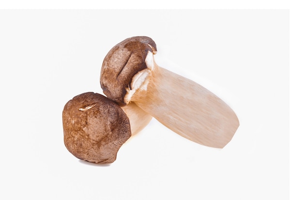 Fresh Mushrooms isolated on white background