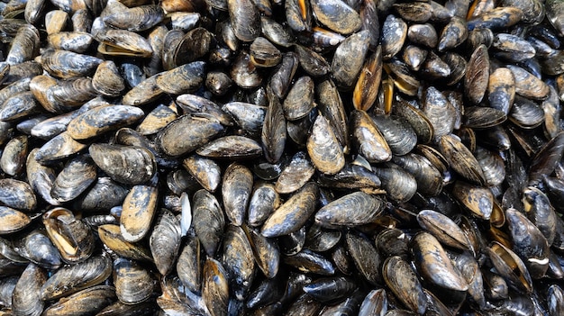 Fresh mussel in fresh in Top view background