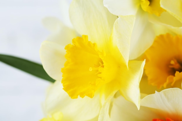 Fresh narcissus flowers closeup