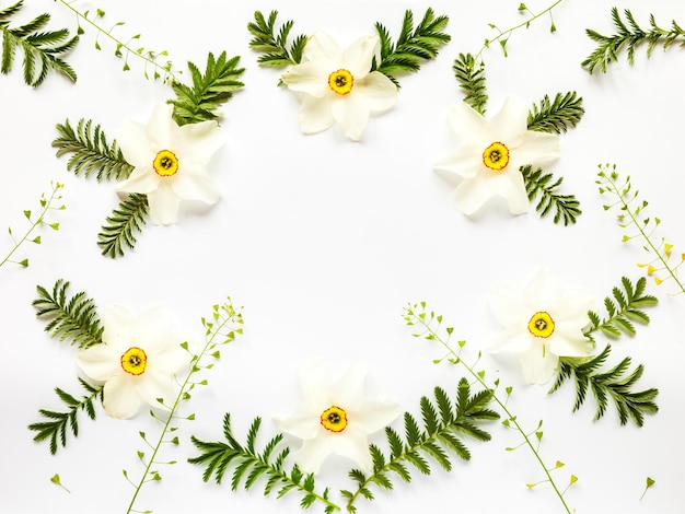 Fresh narcissus flowers leaves and hepherd's purses on white background Flat lay frame composition