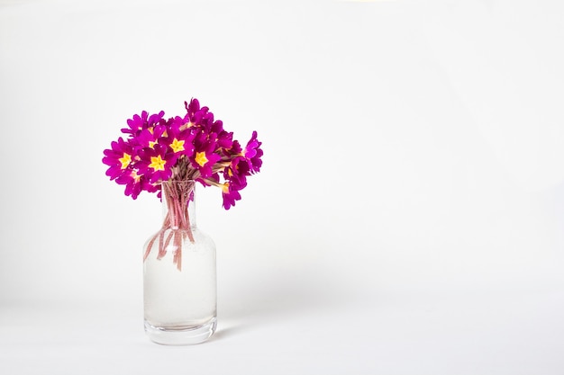 Fresh natural bouquet Primula spring flowers in glass vase on white