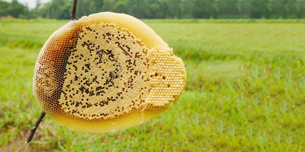 Fresh natural honeycomb on dry branches