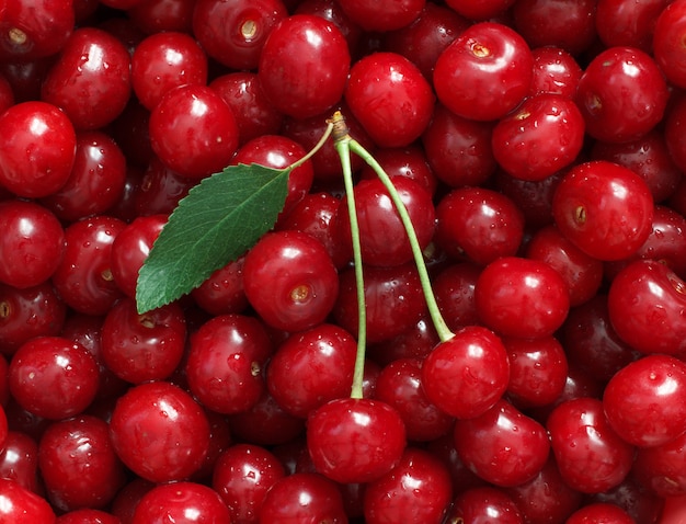 Fresh natural red cherry berries with green leaf