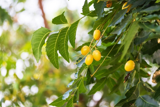 Fresh Neem fruit on tree with leaf on nature background A leaves of neem tree and fruits growing natural medicinal Azadirachta indica