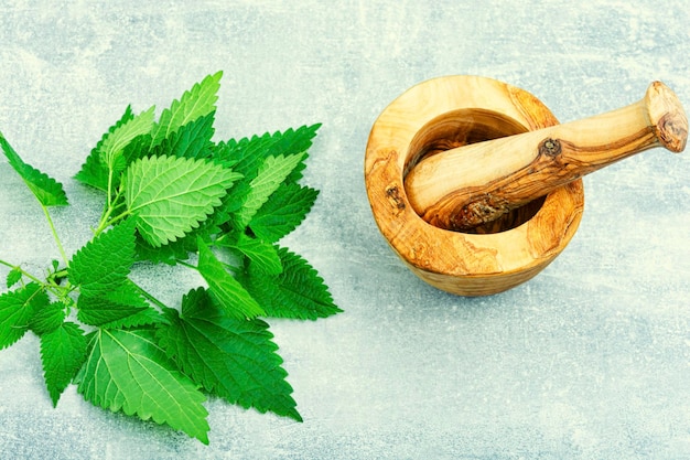 Fresh nettle leavesherbal medicine and homeopathy