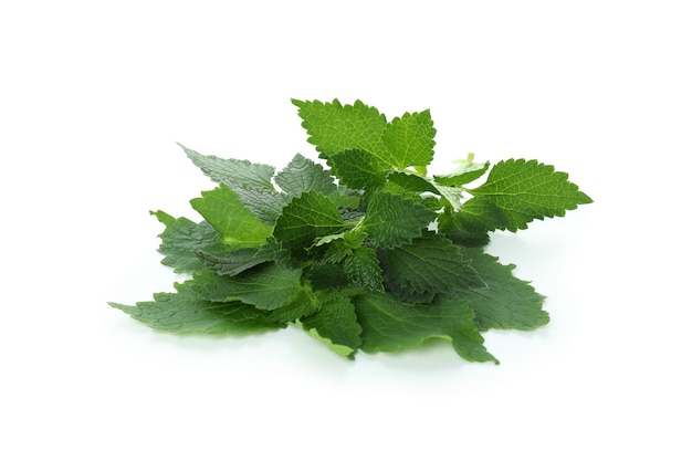 Fresh nettles leaves isolated on white background