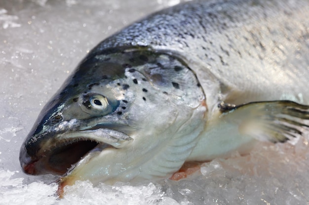 Fresh Norwegian salmon Trout on ice in supermarket