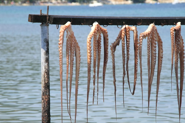 Fresh octopus hanging up to dry