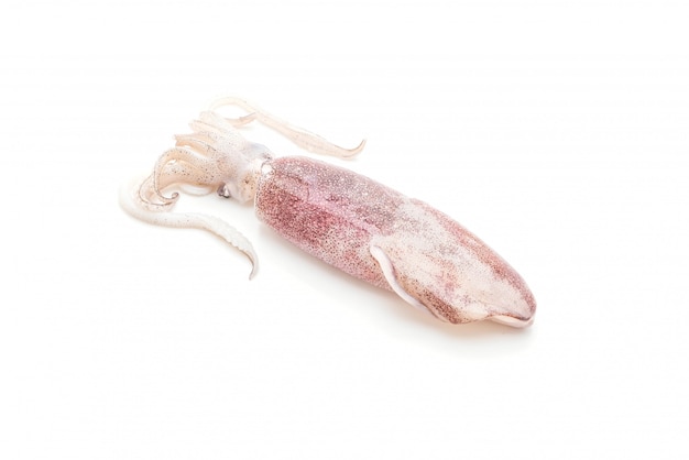 fresh octopus or squids raw