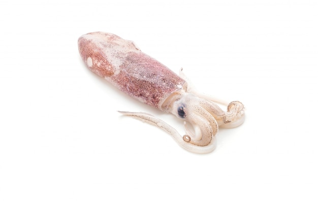 fresh octopus or squids raw