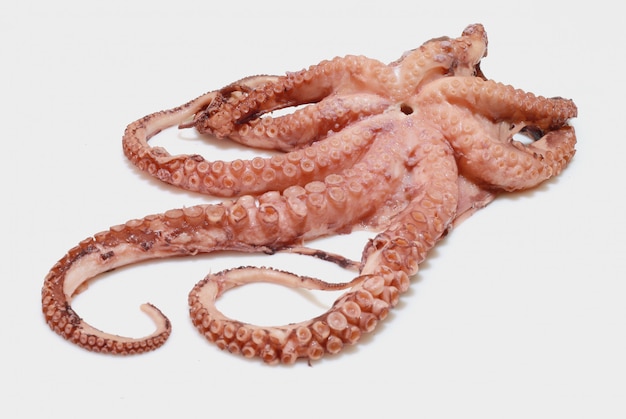 fresh octopus on white