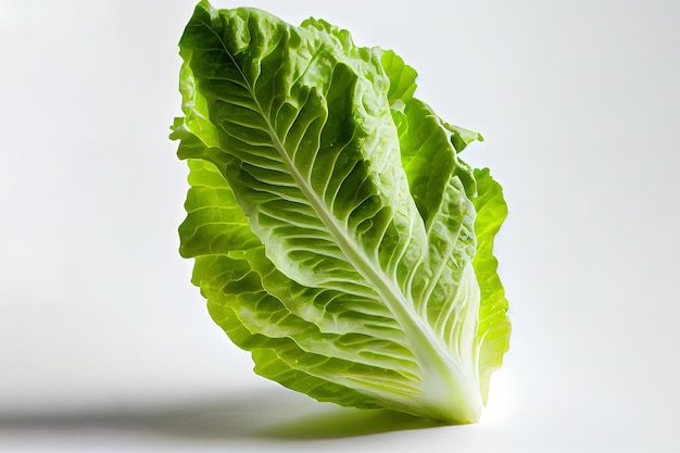 Fresh One natural Romaine Lettuce Generative Ai